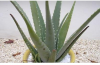 Aloe Vera: benefici e controindicazioni