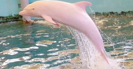 IL DELFINO ALBINO CHE STA INCANTANDO IL MONDO: DIVENTA ROSA QUANDO SI EMOZIONA