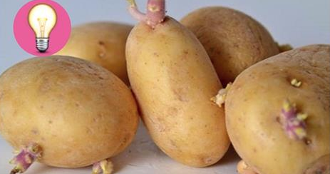 Il trucco della nonna che impedisce alle patate di germogliare troppo velocemente